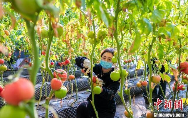 呼和浩特農業示范園緊抓農時積極生產