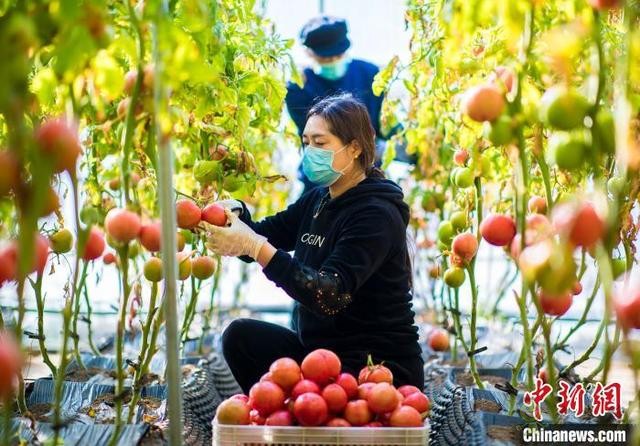 呼和浩特農業示范園緊抓農時積極生產