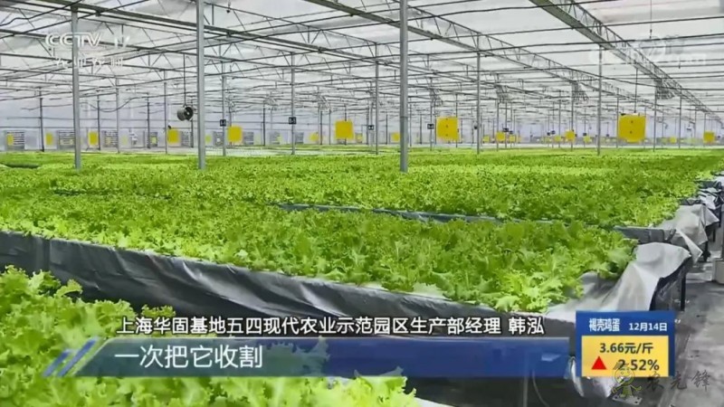 上海奉賢海灣鎮的巨型的植物工廠