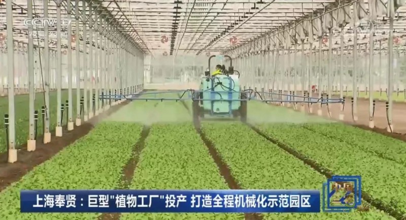 上海奉賢海灣鎮的巨型的植物工廠