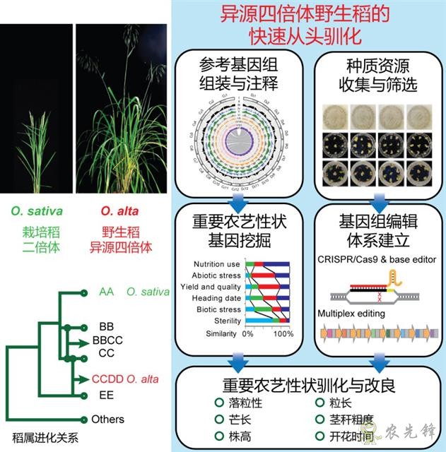 農業科普