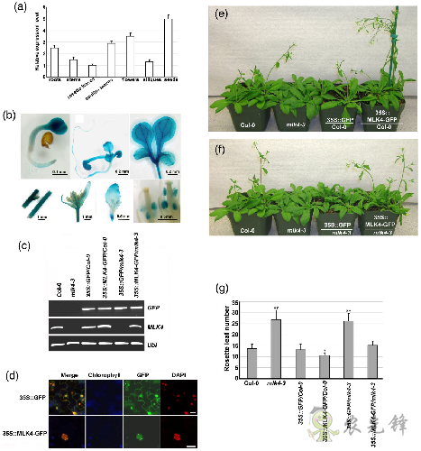 植物開花早晚是如何被精準調控的？