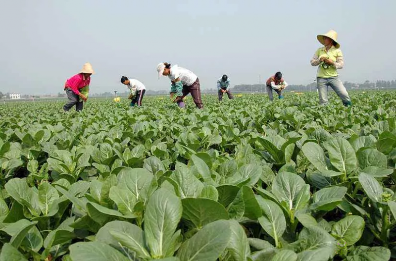 【模式研究】我國國家現代農業產業園的10種典型模式