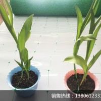 菊花種植網 爬藤網 韭黃長豆扁豆種植網