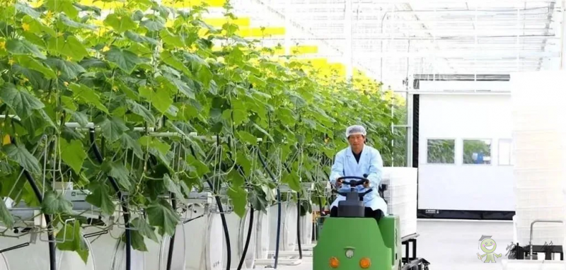 成串小番茄你見過嗎？“現代農業”讓崇明農戶“靠數據吃飯”