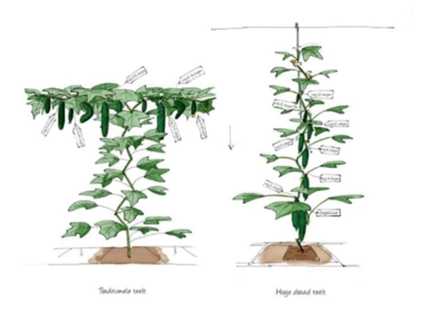 荷蘭黃瓜的兩種常見種植方式以及摘葉區域