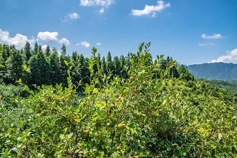 揭開“身世”之謎！我國科學家成功破譯油茶遺傳密碼