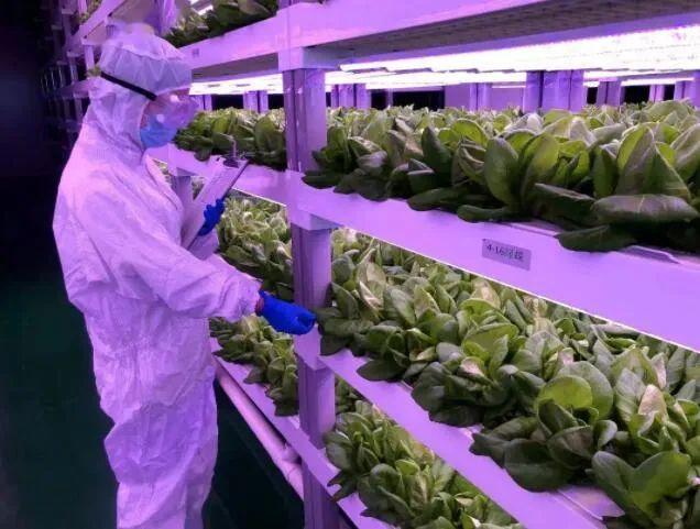 透視中日荷三國“植物工廠”案例，植物工廠的下一站又是什么