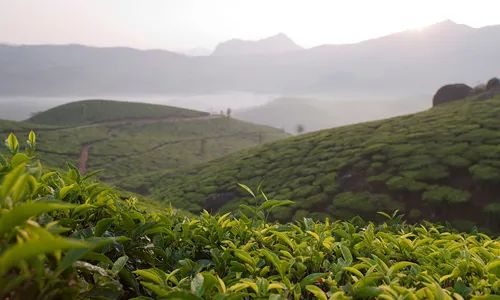 農業農村部：將推動建立茶葉全產業鏈標準體系