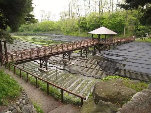 日本百年芥末農場：精耕單品，專注美食，以靜制動