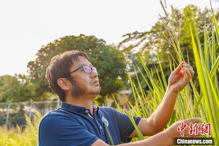 中國多年生稻研究成果入選《科學》雜志2022年度十大科學突破